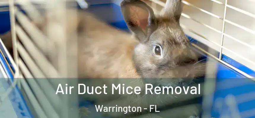 Air Duct Mice Removal Warrington - FL